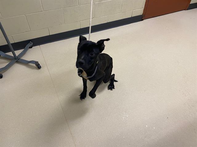 Shelter Stray Male Dog last seen Near BLOCK N 64TH ST, 3839 W Burnham St, West Milwaukee, WI 53215, USA
