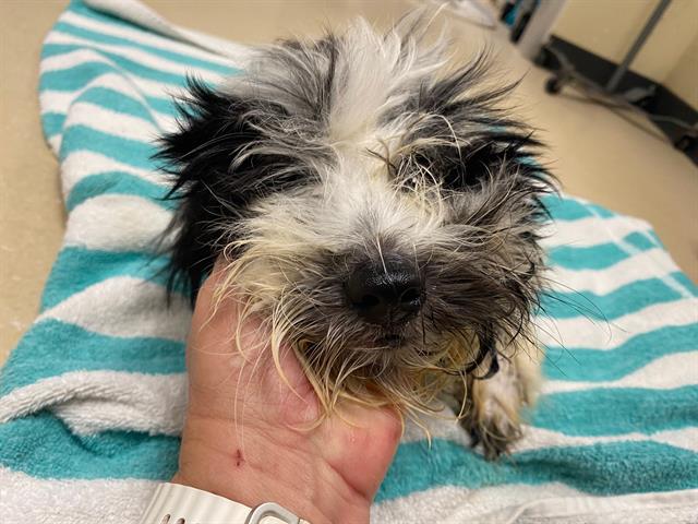 Shelter Stray Male Dog last seen Near BLOCK N VEL R PHILLIPS AVE, 3839 W Burnham St, West Milwaukee, WI 53215, USA