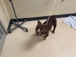 Shelter Stray Female Dog last seen Near BLOCK N 52ND ST (ALLEY), 3839 W Burnham St, West Milwaukee, WI 53215, USA