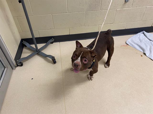 Shelter Stray Female Dog last seen Near BLOCK N 52ND ST (ALLEY), 3839 W Burnham St, West Milwaukee, WI 53215, USA
