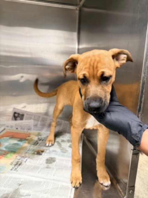 Shelter Stray Female Dog last seen , 14409 Vanowen St, Van Nuys, CA 91405, USA