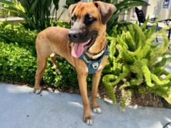 Shelter Stray Male Dog last seen , 957 N Gaffey St, San Pedro, CA 90731, USA