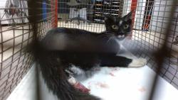 Shelter Stray Male Cat last seen Near BLOCK E 57 ST, 3599 NW 79th Ave, Doral, FL 33122, USA