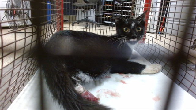 Shelter Stray Male Cat last seen Near BLOCK E 57 ST, 3599 NW 79th Ave, Doral, FL 33122, USA