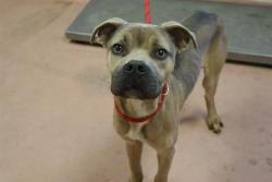 Shelter Stray Male Dog last seen Near BLOCK MONTICELLO RD, 127 Humane Ln, Columbia, SC 29201, USA
