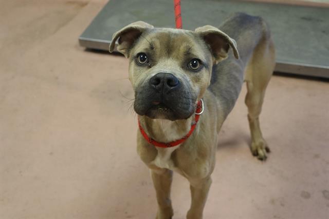 Shelter Stray Male Dog last seen Near BLOCK MONTICELLO RD, 127 Humane Ln, Columbia, SC 29201, USA