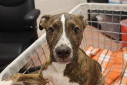 Shelter Stray Male Dog last seen Near BLOCK TWO NOTCH RD, 127 Humane Ln, Columbia, SC 29201, USA