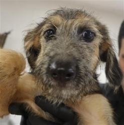 Shelter Stray Female Dog last seen Near BLOCK NELSON RD, 127 Humane Ln, Columbia, SC 29201, USA
