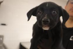 Shelter Stray Female Dog last seen Near BLOCK HUMANE LANE, 127 Humane Ln, Columbia, SC 29201, USA