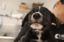 Shelter Stray Male Dog last seen Near BLOCK HUMANE LANE, 127 Humane Ln, Columbia, SC 29201, USA