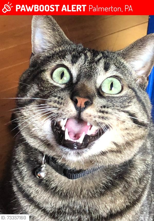 Lost Male Cat last seen Walnut dr, Palmerton, PA 18071