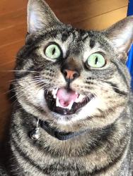 Lost Male Cat last seen Walnut dr, Palmerton, PA 18071