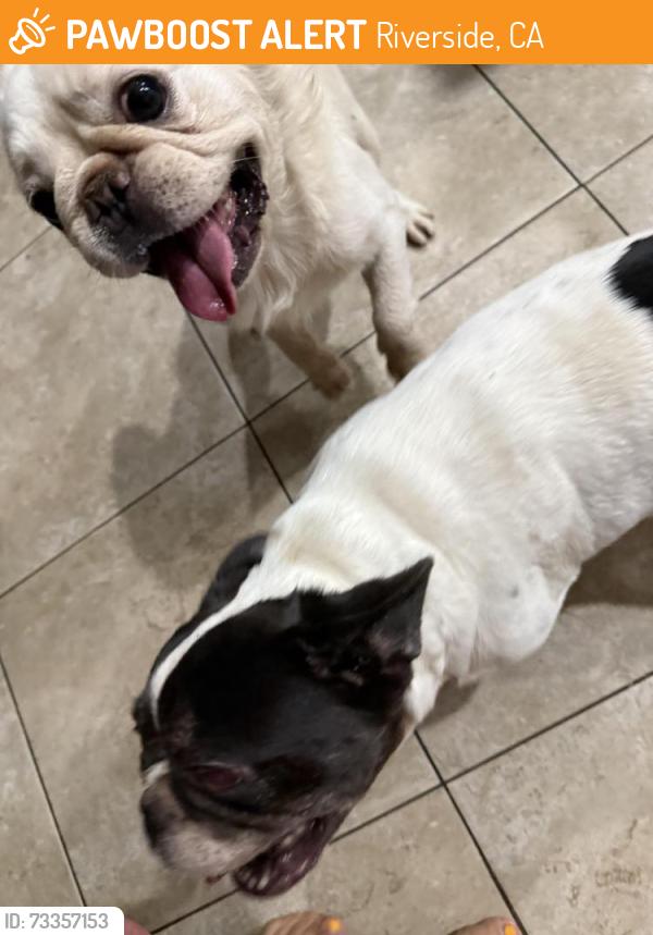 Found/Stray Unknown Dog last seen Mark Twain Elementary, 92508, Riverside, CA 92508