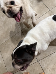 Found/Stray Unknown Dog last seen Mark Twain Elementary, 92508, Riverside, CA 92508