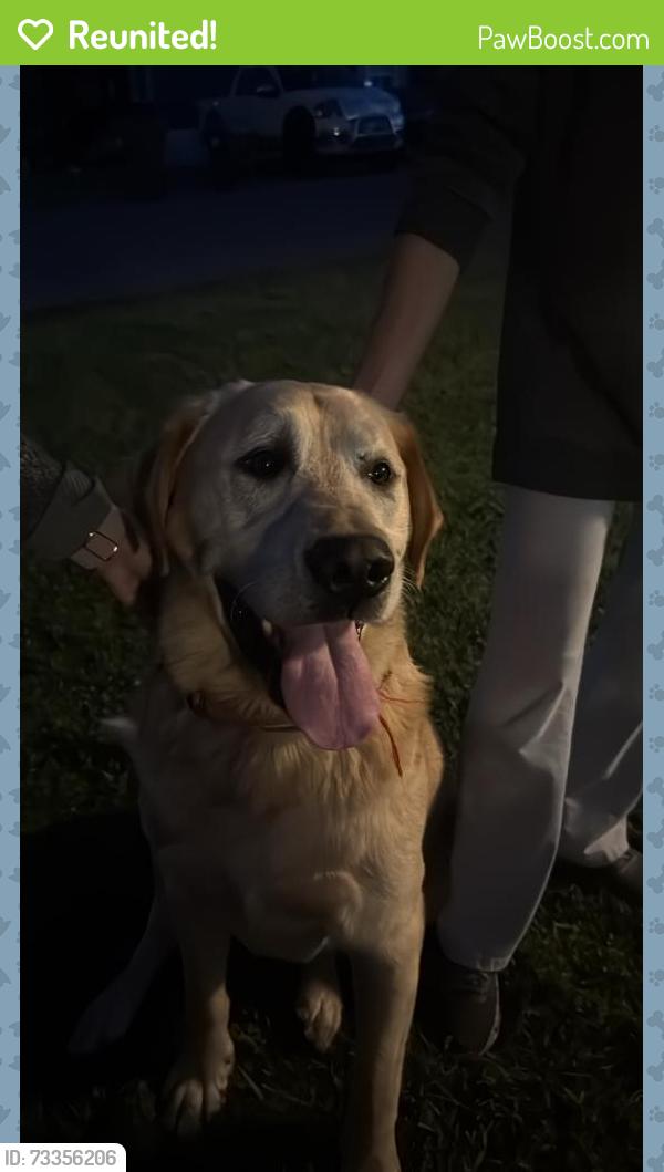 Reunited Male Dog last seen In Country View ests, Upper Frankford Township, PA 17241
