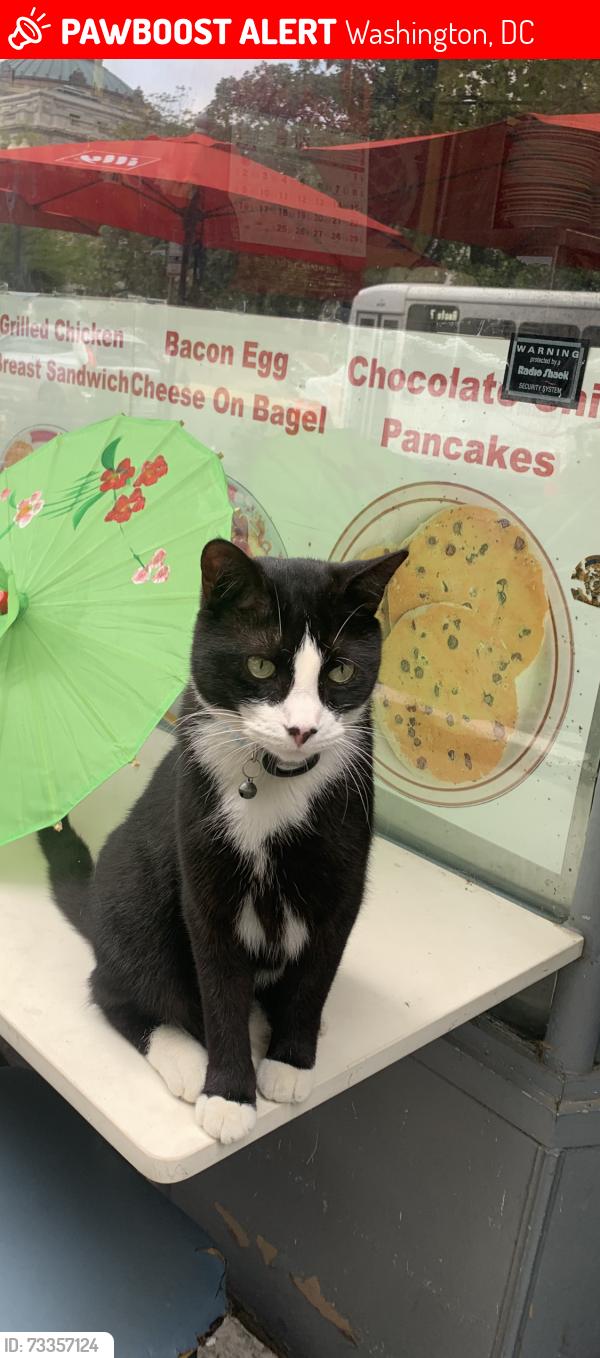Lost Male Cat last seen Near nd st SE WASHINGTON DC 20003, Washington, DC 20020