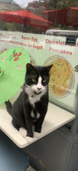 Lost Male Cat last seen Near nd st SE WASHINGTON DC 20003, Washington, DC 20020