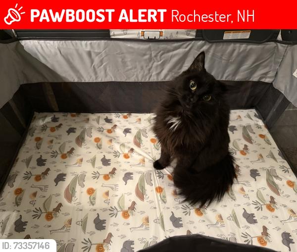 Lost Female Cat last seen Charles and Irish, Rochester, NH 03867