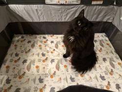 Lost Female Cat last seen Charles and Irish, Rochester, NH 03867