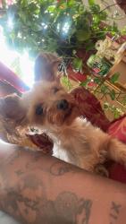 Found/Stray Female Dog last seen Meadowview area, Greensboro, NC 27401