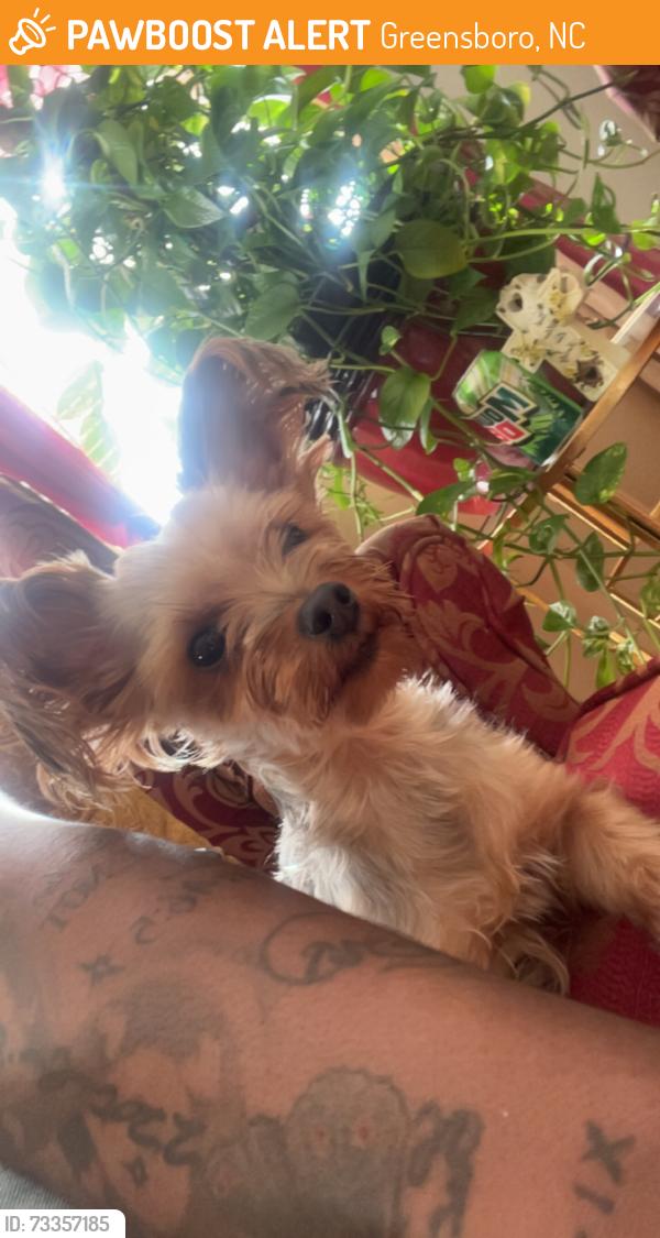 Found/Stray Female Dog last seen Meadowview area, Greensboro, NC 27401