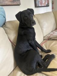 Reunited Female Dog last seen Midwestern University Enterance on 31st, Downers Grove, IL 60515