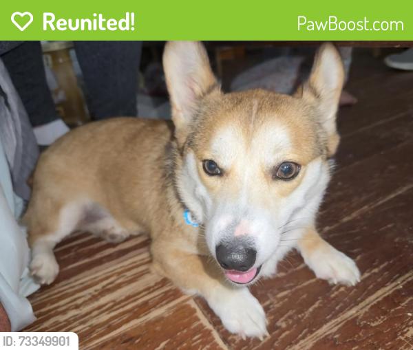 Reunited Male Dog last seen Warrior and Cornvalley, Grand Prairie, TX 75052