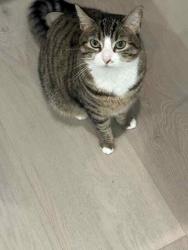 Reunited Female Cat last seen Ginsburg Court and Los Trancos, Irvine, CA 92617