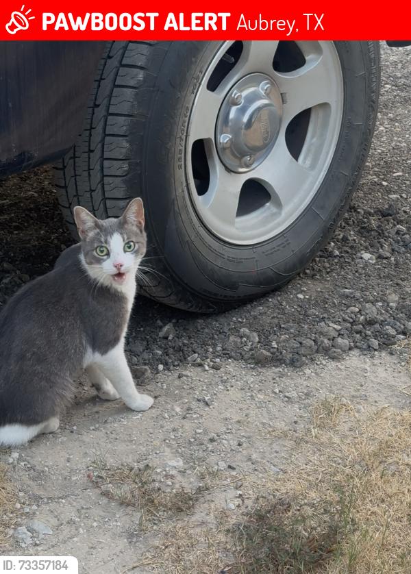 Lost Female Cat last seen Warschun Rd, Green Valley Circle, Aubrey, TX 76227