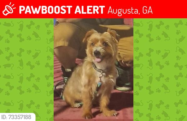 Lost Male Dog last seen Lumpkin Rd, Augusta, GA, 30906, Augusta, GA 30906