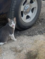 Lost Female Cat last seen Warschun Rd, Green Valley Circle, Aubrey, TX 76227