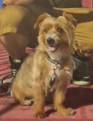 Lost Male Dog last seen Lumpkin Rd, Augusta, GA, 30906, Augusta, GA 30906
