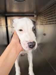 Shelter Stray Male Dog last seen Near WOODHAVEN BLVD, East District,, 355 Hillshire Dr, Haslet, TX 76052, USA