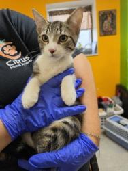 Shelter Stray Male Cat last seen Ash Court, Inverness, FL, 4030 S Airport Rd, Inverness, FL 34450, USA