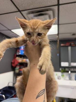 Shelter Stray Male Cat last seen Near N Baugh, City of Alvarado, TX, 602 S Pkwy Dr, Alvarado, TX 76009, USA