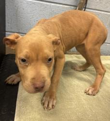 Shelter Stray Female Dog last seen Near MEANS DRIVE, 30322, GA, 3280 Chamblee Dunwoody Rd, Chamblee, GA 30341, USA