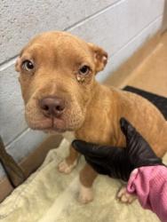 Shelter Stray Female Dog last seen Near MEANS DRIVE, 30322, GA, 3280 Chamblee Dunwoody Rd, Chamblee, GA 30341, USA
