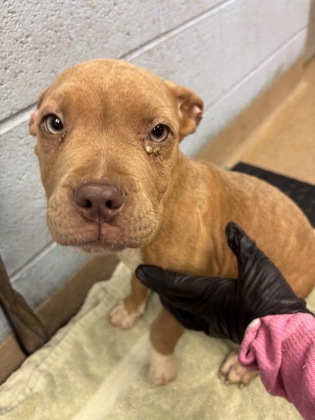 Shelter Stray Female Dog last seen Near MEANS DRIVE, 30322, GA, 3280 Chamblee Dunwoody Rd, Chamblee, GA 30341, USA