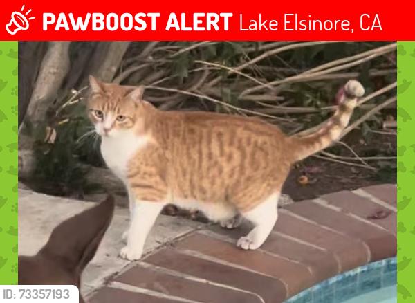 Lost Male Cat last seen Mountain st and lake st, Lake Elsinore, CA 92532