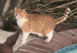 Lost Male Cat last seen Mountain st and lake st, Lake Elsinore, CA 92532