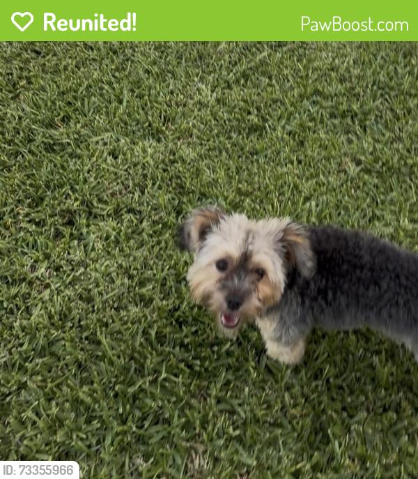 Reunited Female Dog last seen Kirby & Carson Ave, Pearland, TX 77584