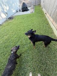 Found/Stray Female Dog last seen Bayrodge blvd, Beach City, TX 77523