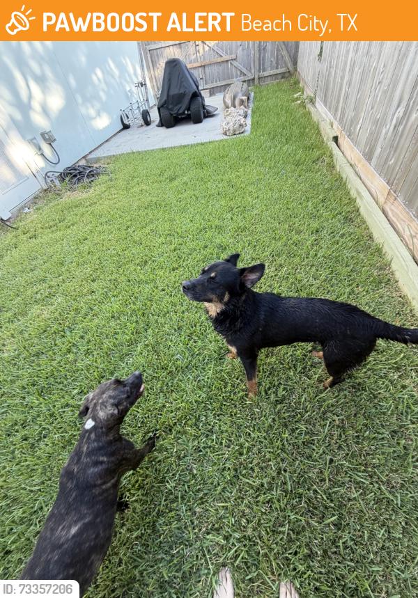Found/Stray Female Dog last seen Bayrodge blvd, Beach City, TX 77523
