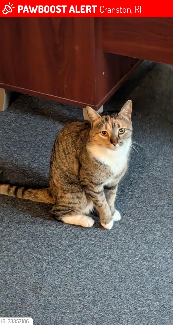 Lost Female Cat last seen Look off rd., Cranston, RI 02905
