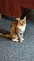 Lost Female Cat last seen Look off rd., Cranston, RI 02905