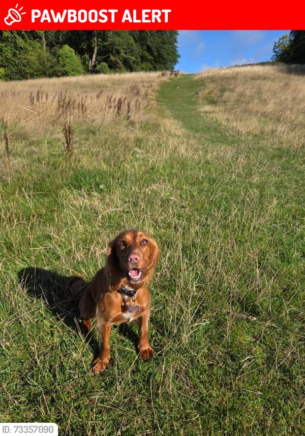 Lost Female Dog last seen Near holyrood park edinburgh, Duddingston, Scotland 