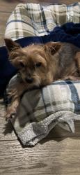 Reunited Male Dog last seen Near Poinsettia Dr, Sacramento, CA 95829, USA, Sacramento, CA 95829