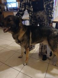 Reunited Male Dog last seen Willminton blvd, Port Charlotte, FL 33981