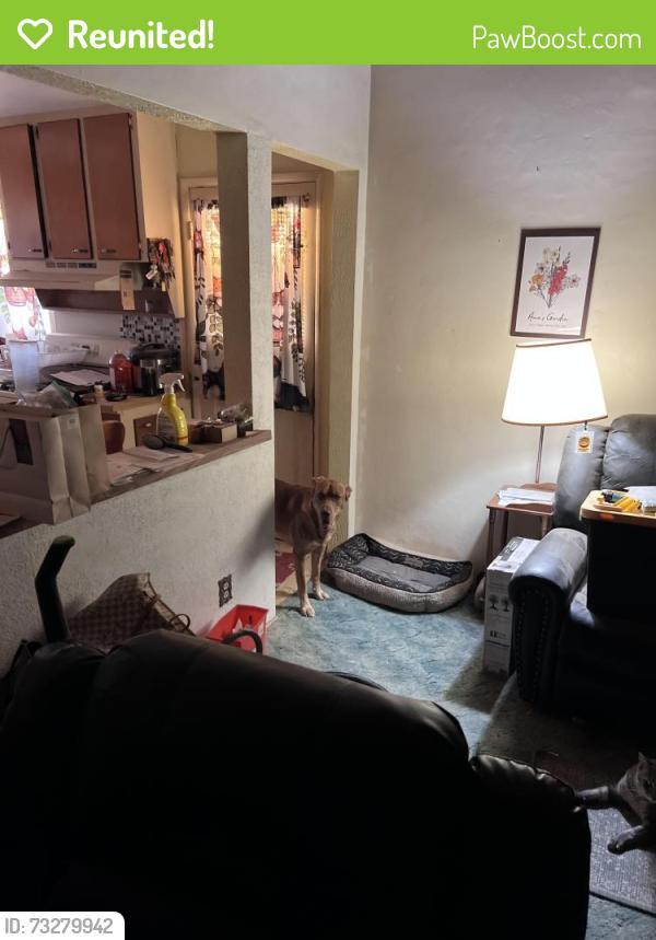 Reunited Male Dog last seen Kartchner vistas Neighborhood by maverick exit 302, Benson, AZ 85602