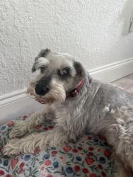 Reunited Male Dog last seen 30th Ave N & MLK/9th Street, St. Petersburg, FL 33704
